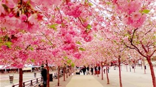 Đến Nhật Bản và thưởng thức cảnh đẹp nao lòng của mùa hoa anh đào